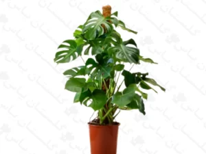 برگ انجیری چماقی