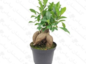 بنسای نرک