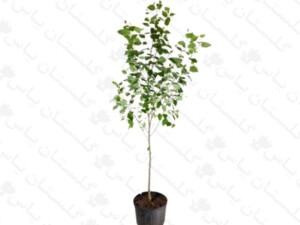 نهال بیدمشک