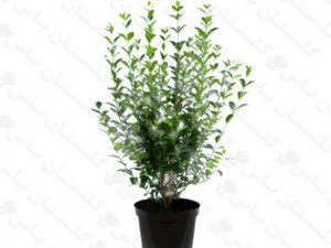 نهال ترون