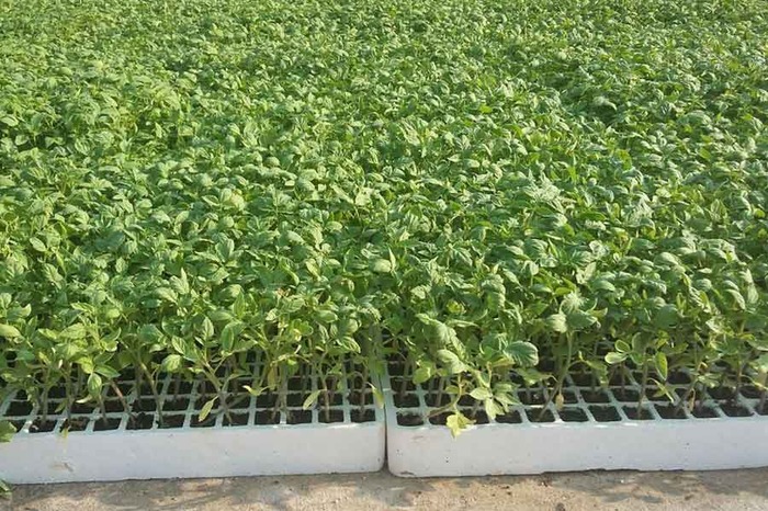 نشاء گوجه