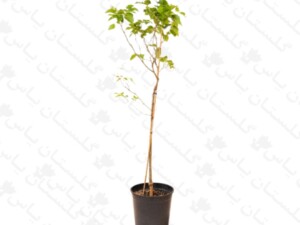 نهال توت سفید