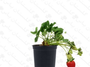 توت فرنگی