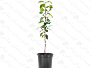 نهال خرمالو