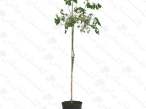 نهال زیتون تلخ