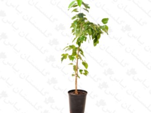 نهال شاه توت