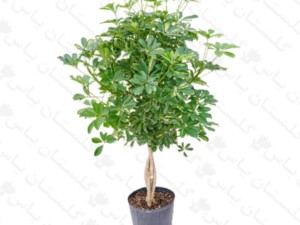 شفلرا بافت