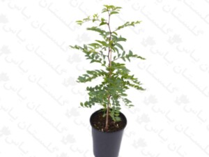 نهال عناب