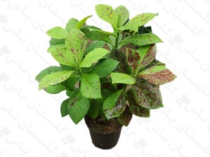 فردوس ترکیبی