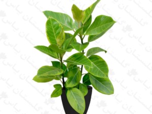 فیکوس التیسیما