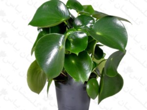 پپرومیا قطره باران