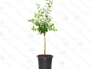 نهال قیسی