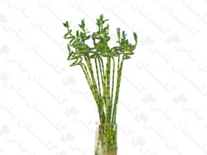 لاکی بامبو جوانه دار