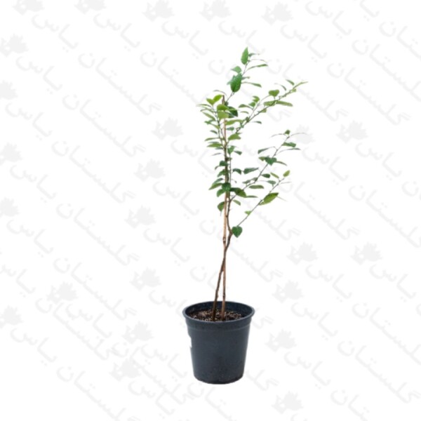 نهال لیمو شیرین