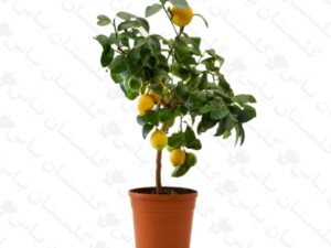 لیمو ترش