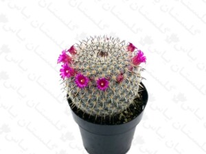 مامیلاریا