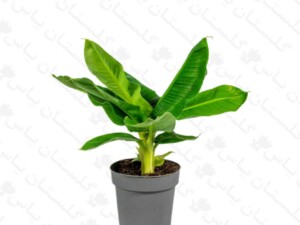نهال موز