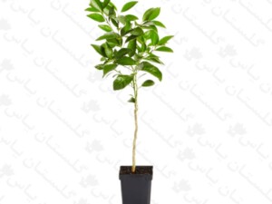 نهال نارنج