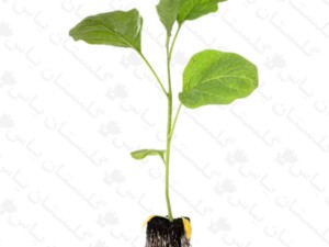 نشاء بادمجان