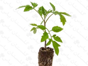 نشاء گوجه