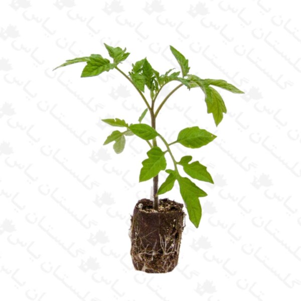 نشاء گوجه