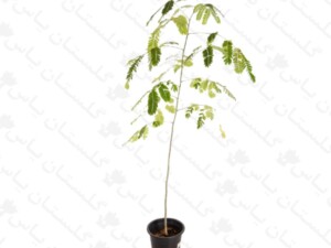 نهال ابریشم