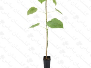 نهال پالونیا