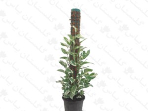 پتوس ارتشی چماقی