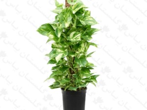 پتوس مرمری چماقی