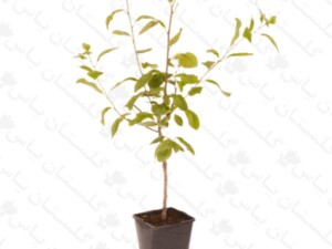 نهال پسته