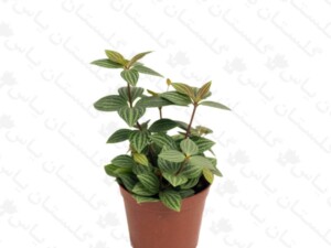 پپرومیا چوبی