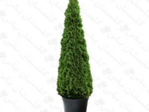 کاج کامیس نوک دار