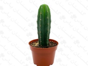 کاکتوس خیاری