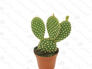 کاکتوس خرگوشی