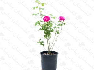 گل محمدی (گلاب)