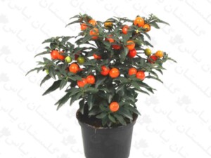 گیلاس زینتی