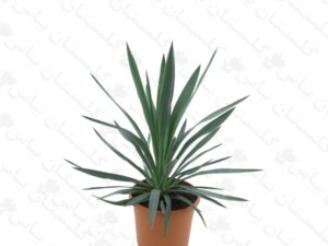 یوکا باغچه ای