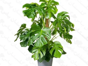 برگ انجیری مونسترا چماقی