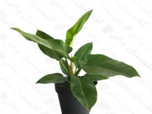 فیلودندرون کنگو اپل