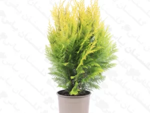 کاج کامیس پاریس زعفرانی