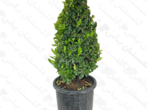 یاس هلندی قیچی خورده
