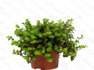 چمن عروس