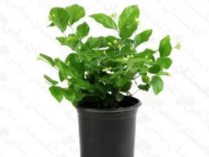یاس رازقی