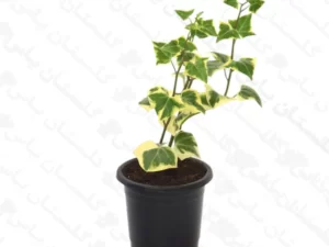 پاپیتال ژله ای