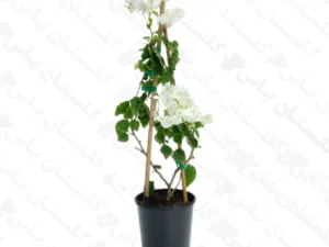 گل کاغذی سفید