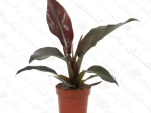 فيلودندرون پائیز