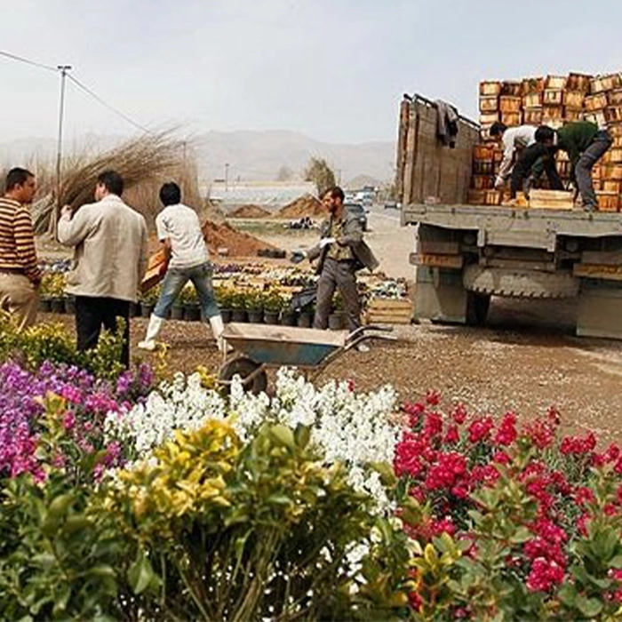 صادرات گل آپارتمانی