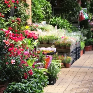 گل عمده برای گلفروشی و صادرات
