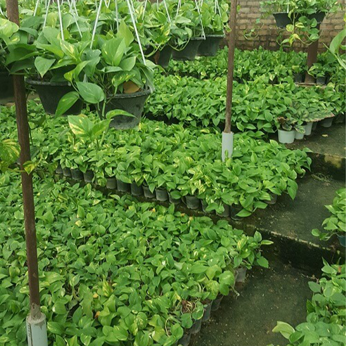 خرید حضوری پتوس عمده