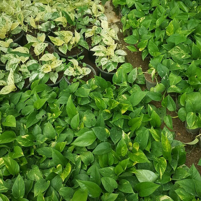 انواع گونه پتوس برای خرید عمده 